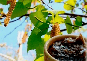 Alcatrão de bétula do fungo